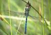 Anax imperator
